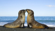 Тюлени целуются