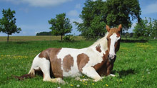 Лошадь на траве