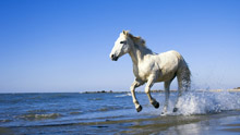Лошадь скачет по воде