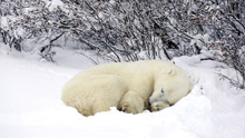 Спящий белый медведь
