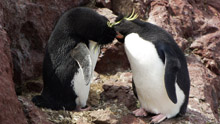 Пингвины целуются