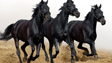 Три черные лошадки