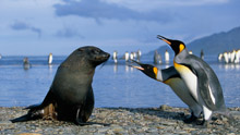 Пингвины и тюлень