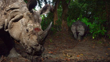 Раненый носорог