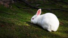 Белый заяц, кролик