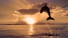 Дельфин в прыжке при закате