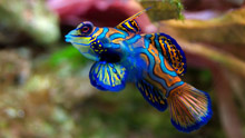 Разноцветная рыбка