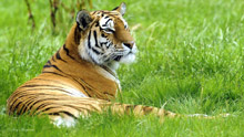 Тигр на траве
