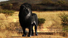 Необычный черный лев