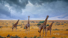 Жирафы, обои Bing