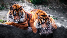 Тигры, два тигра