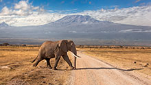 Слон на дороге
