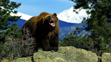 Бурый медведь (Гризли)