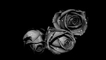 Три черные розы