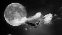 Луна, ночь, орел