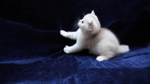 Белый, пушистый котенок