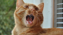 Зевающий рыжий кот, кошка