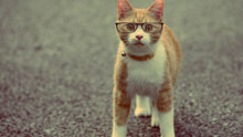 Рыжий кот в очках