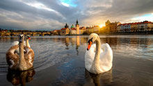 Лебеди, Прага (Чехия)