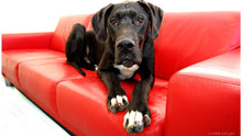 Собака на красном диване
