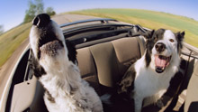 Две собаки едут в машине