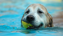 Собака плывет с мячом