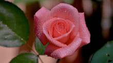Розовая роза, капли, роса