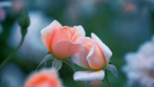 Две розовые розы