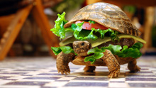 Черепаха гамбургер