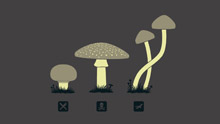 Какие бывают грибы