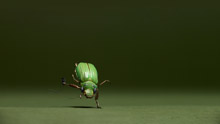 Танцующий жук