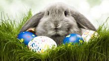 Кролик, пасхальные яйца