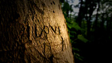 Слово Love на дереве