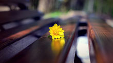 Желтый цветок на скамейке