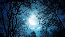 Луна, деревья
