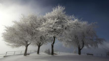 Зима, снег на деревьях