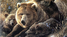 Рисованные медведи