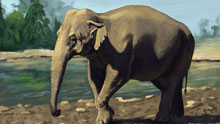Рисованный слон